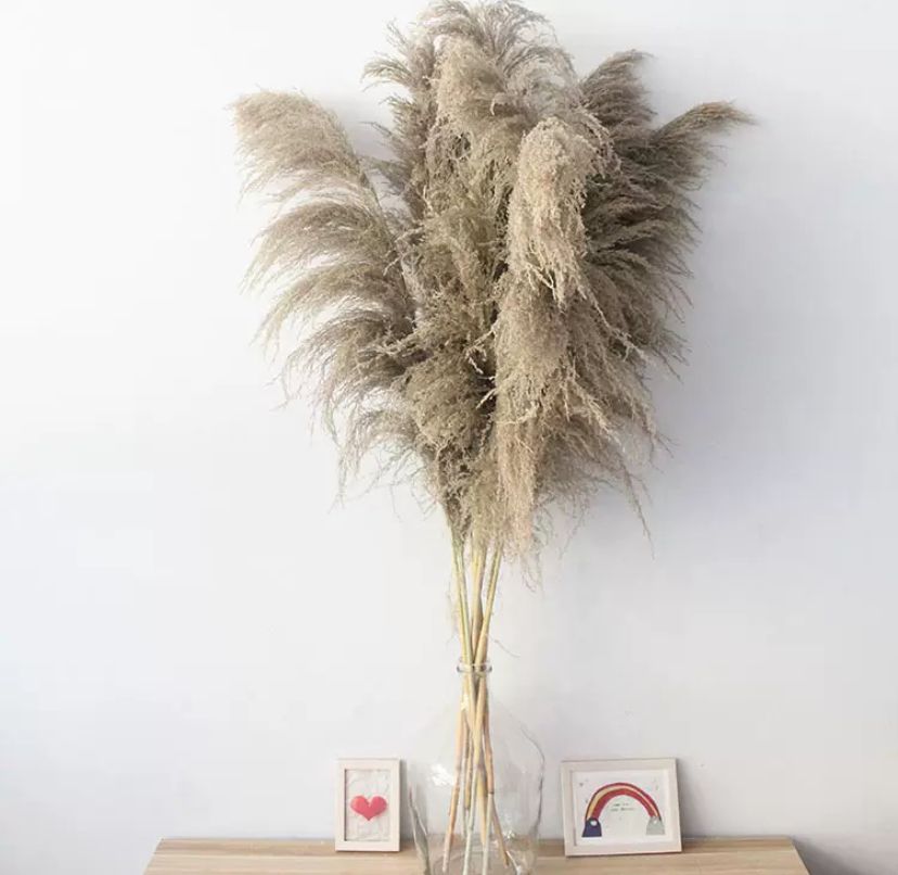 Herbe de la Pampa (Taille 70-80cm)