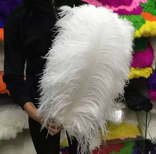Plume d’autruche Taille 50-55cm 